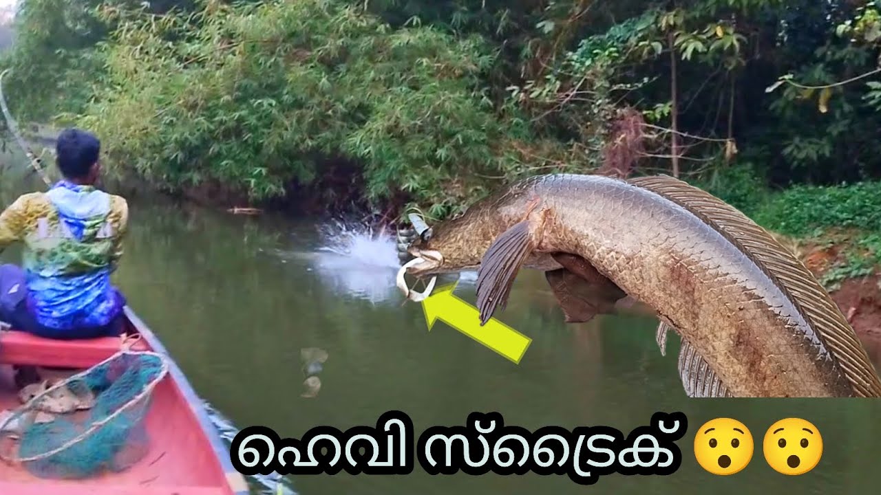 ചേറുമീൻ ഇതുപോലെ വന്ന് അടിക്കുമെന്ന് പ്രതീക്ഷിച്ചില്ല!/fishing 