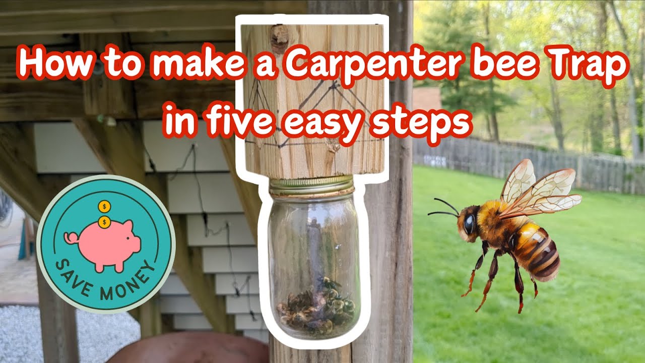 how to make a simple and effective carpenter bee trap in 5 easy steps