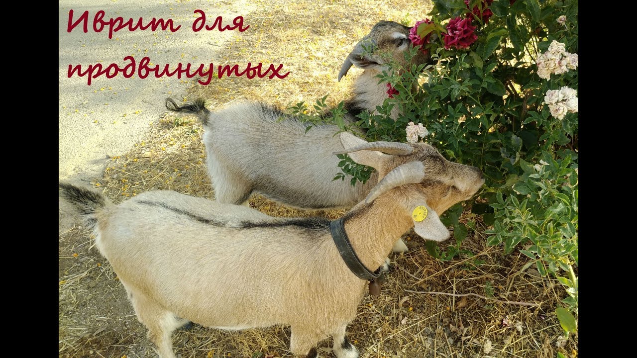 985. Будущее время глаголов биньяна НИФЪАЛЬ (основная подгруппа). Легко, просто, понятно