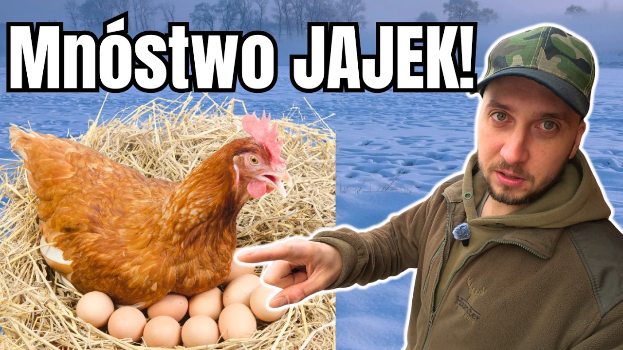 Kury zimą nie niosą jajek? Ten prosty system w kurniku rozwiązuje problem jajek zimą