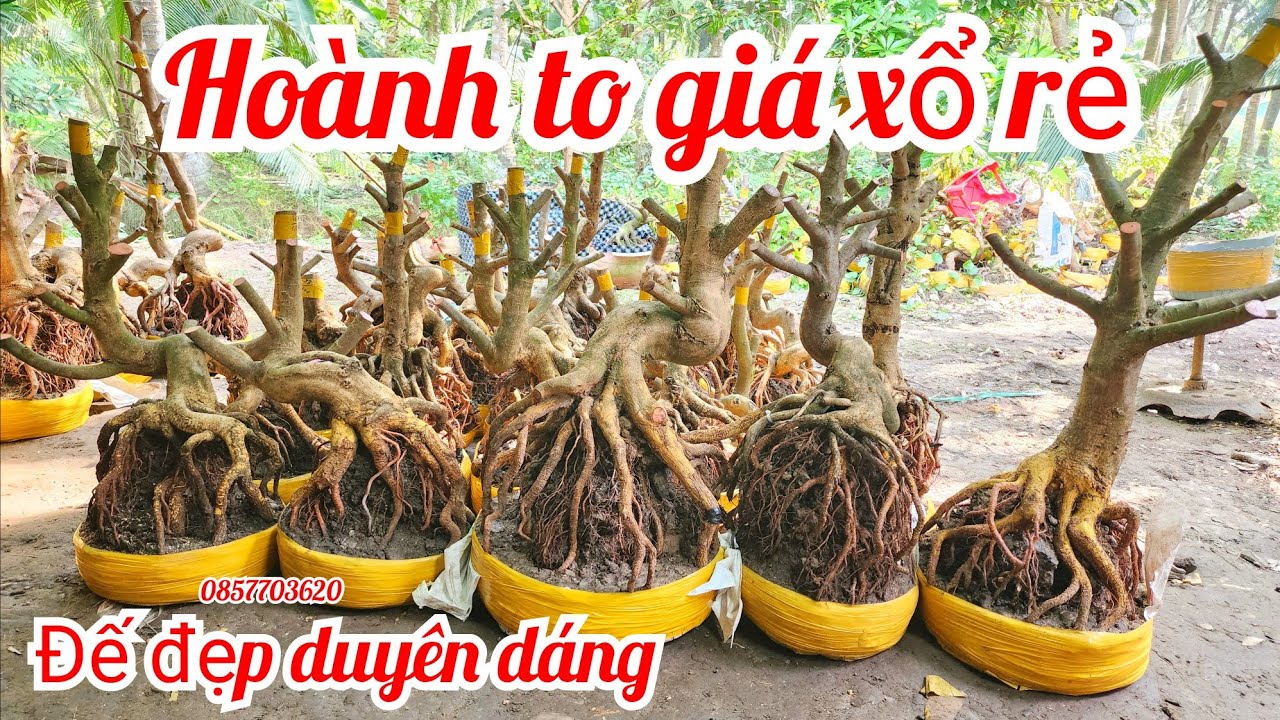 24/1 chị Vân 0857703620 phôi mai giảo bonsai đế đẹp duyên dáng hoành to giá xổ rẻ |MaivàngThanhTâm