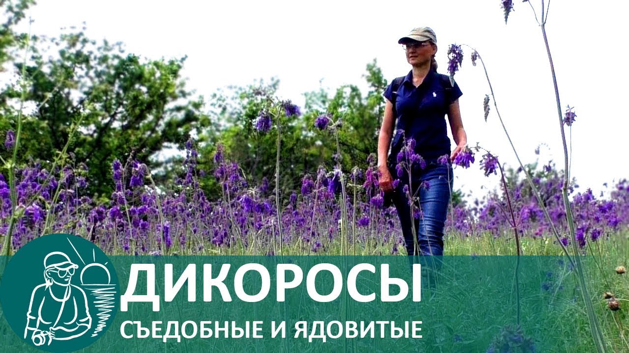 ☘ Степные травы: шалфей, козлобородник, тысячелистник, белена — свойства и как выглядят