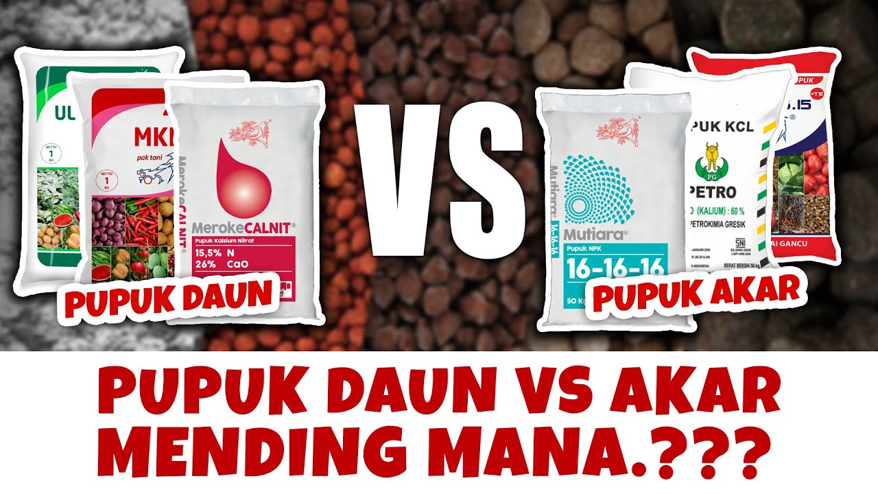 PUPUK TANAMAN PADI, JAGUNG, CABAI, TOMAT, MENTIMUN MENDING PAKAI PUPUK AKAR ATAU PUPUK DAUN.???