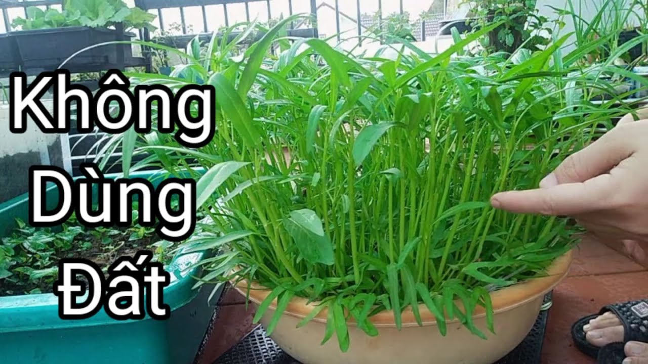 Hướng dẫn trồng thủy canh rau, trồng rau muống không cần đất | Hoàng Châu TV