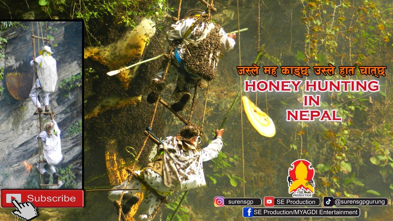 Honey Hunting in Nepal || भिर मह निकाल्दै स्वाँत गाउँ ||जस्ले मह काड्छ उस्ले हात चात्छ Myagdi Nepal