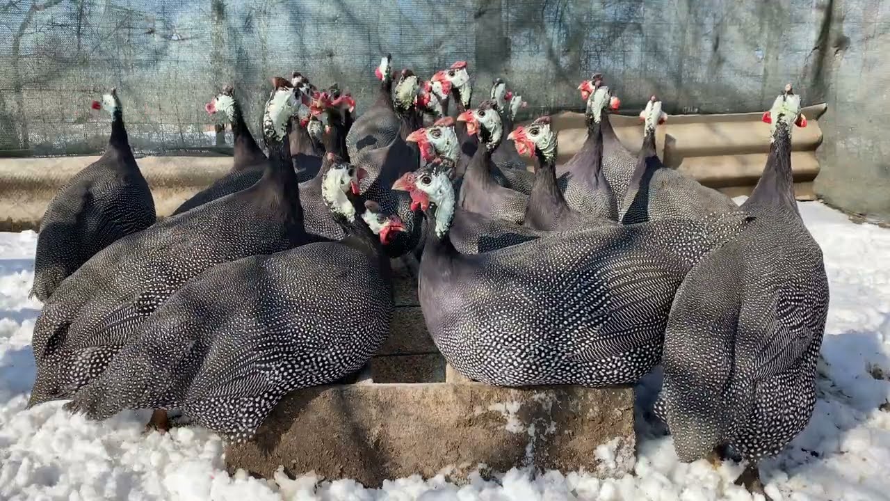 Rooster Protects the Guinea Fowl Buffet.🐓 Bodyguard Mode Activated