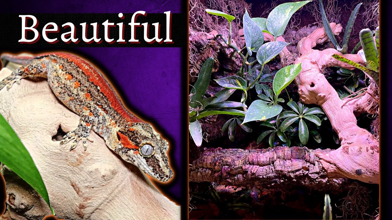 Gargoyle Gecko Bioactive Vivarium Setup Tutorial