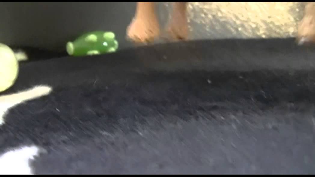 Schleichserie Trailer