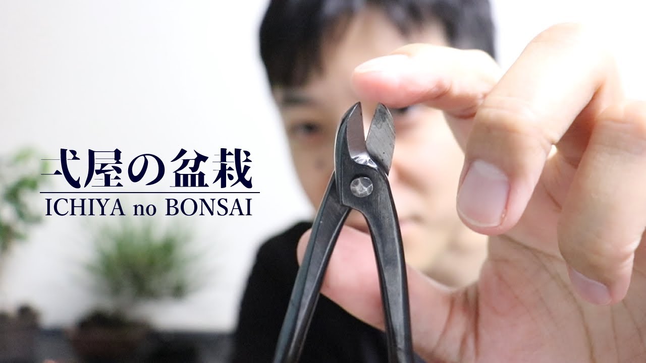 線切鋏と矢床の必要性(盆栽未経験・初心者向け)