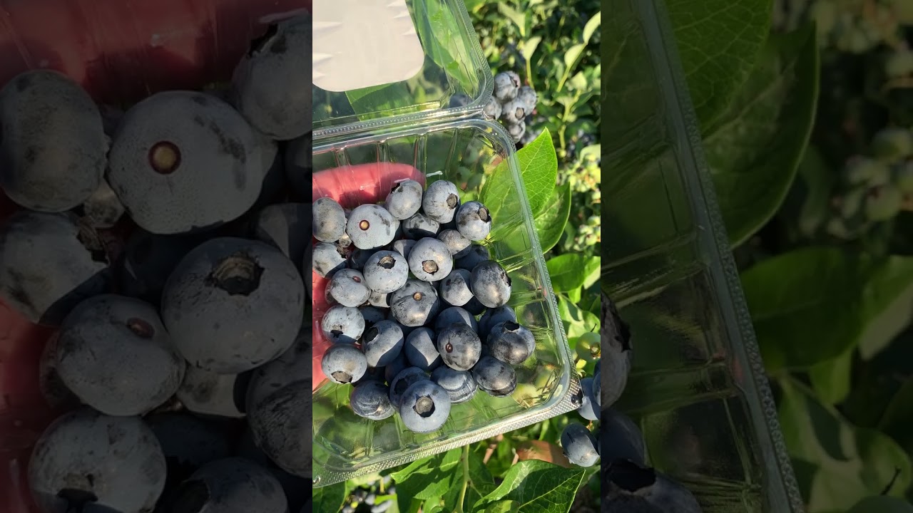Blueberry Picking in NJ at DiMeo Blueberry Farms U-Pick