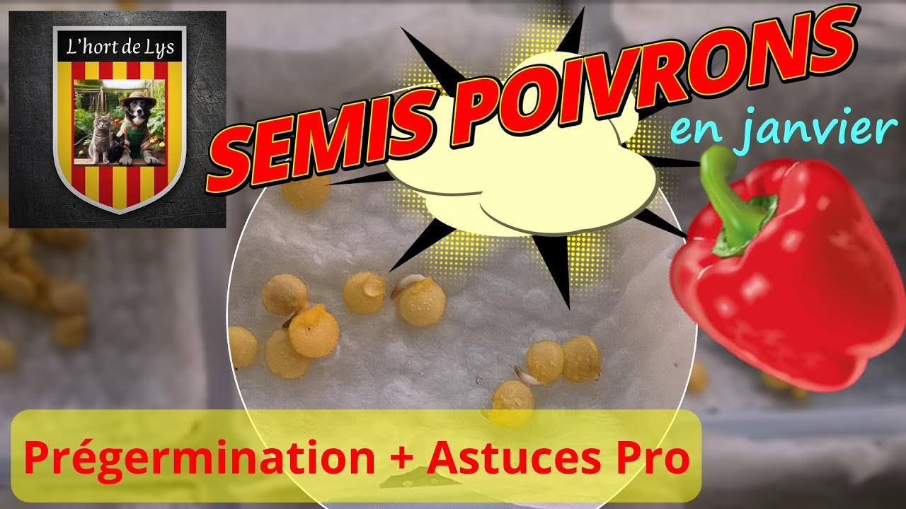 Démarrer Poivrons en Janvier au Chaud (Astuces)🌱