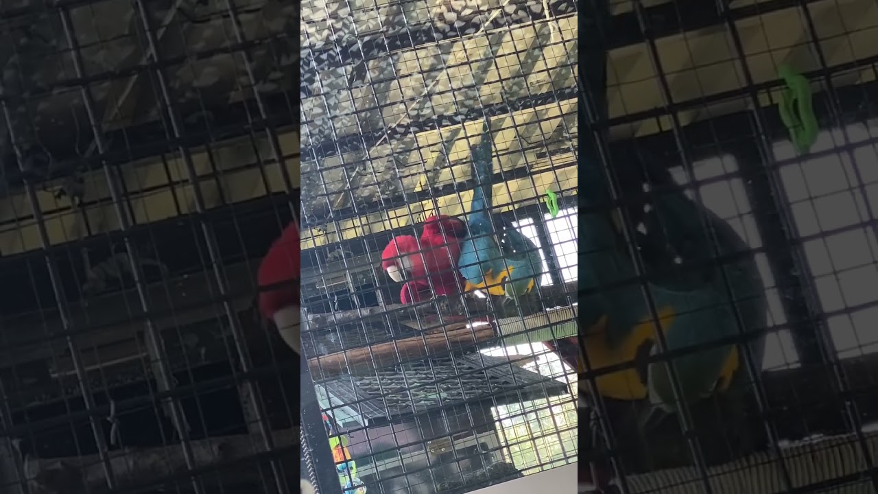 Scarlet Macaw MATING