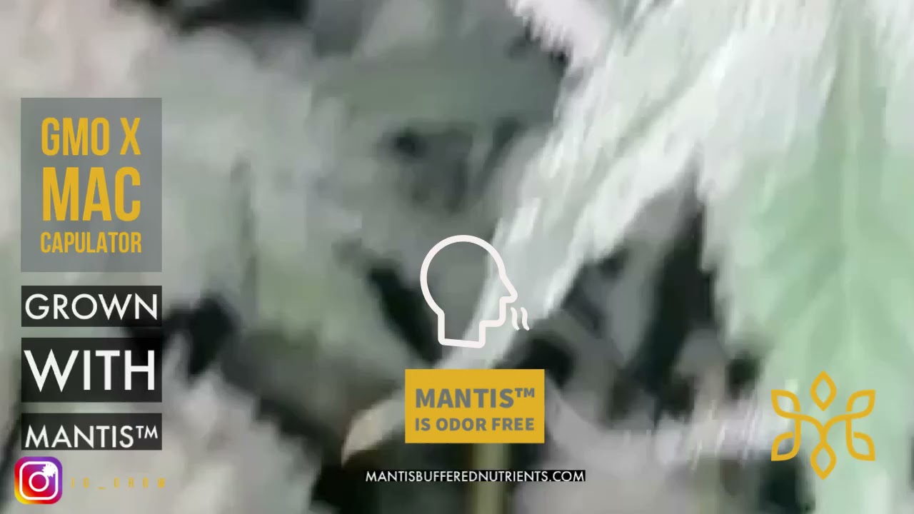 GMO x MAC Capulator Grown With MANTIS&trade;