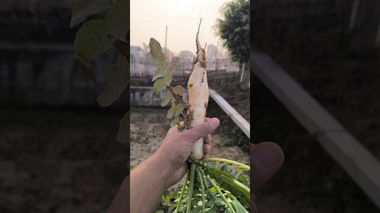 #vegetables #kitchengarden #ytshorts #shorts #villagelife #radishfarming #vegetablesfarming