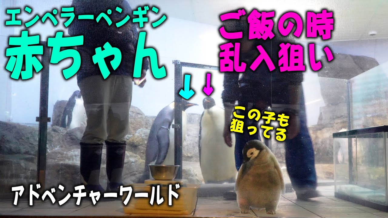 【あの食欲何処行った？！】エンペラーペンギン赤ちゃんポンポコリン育成中親代わり部屋入りたがる