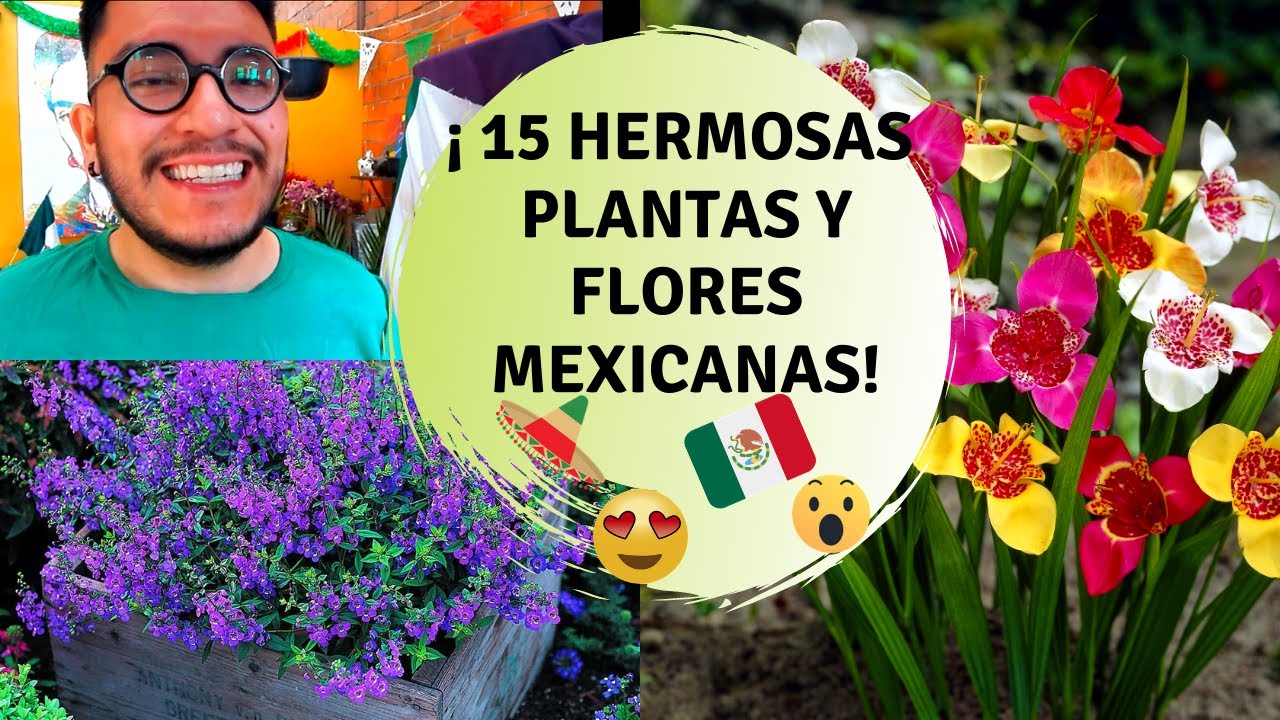 15 Flores y plantas originarias de México / Plantas mexicanas y sus nombres