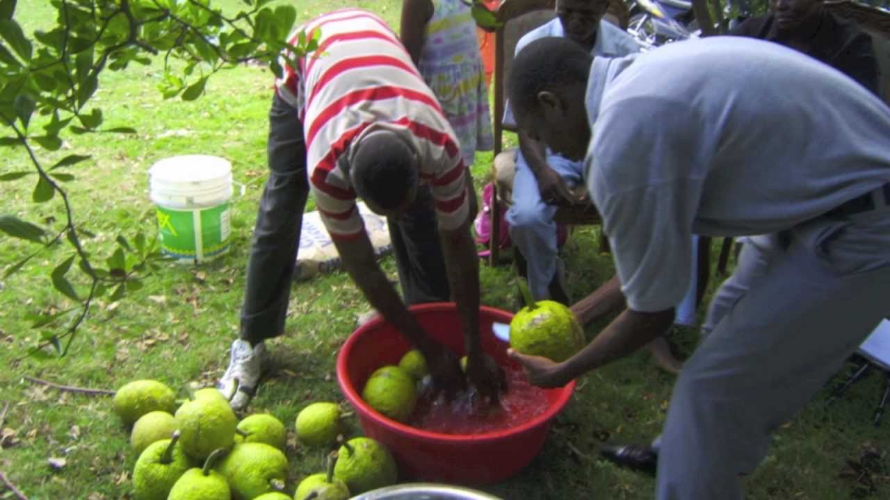 Harvesting Hope in Haiti