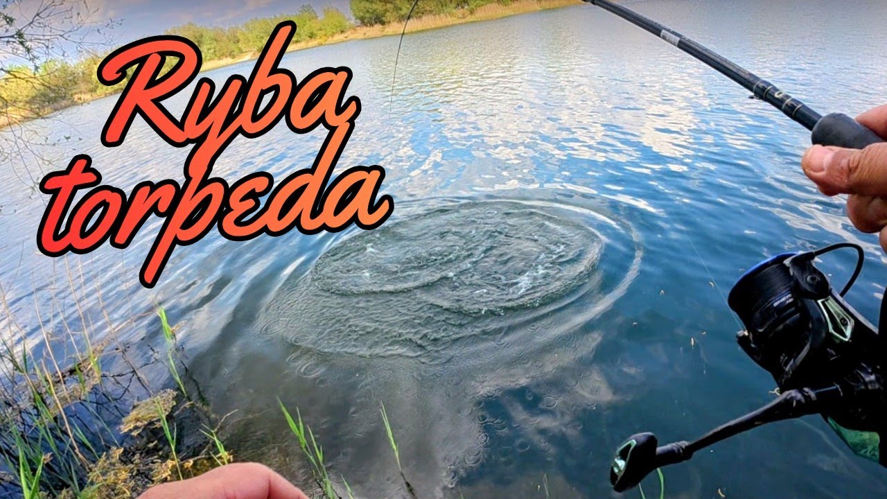 Ryba torpeda , 20 minut walki #methodfeeder  #wędkarstwo  #hobby 