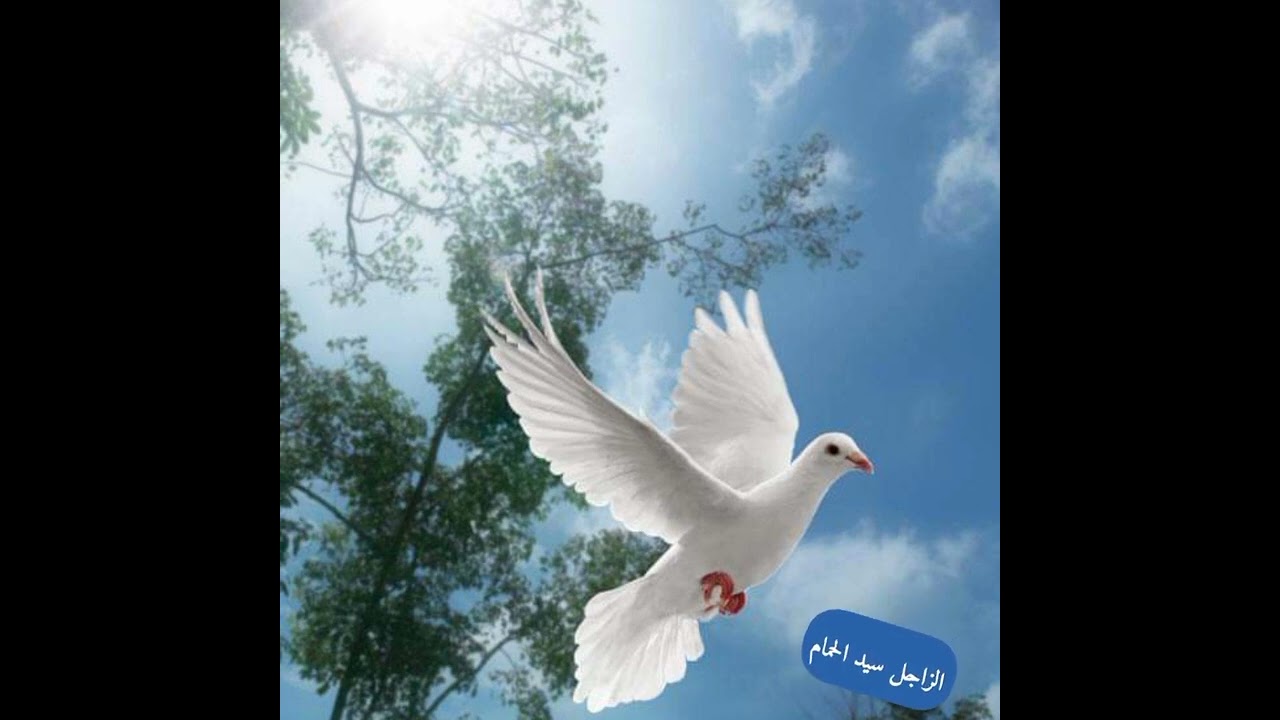 الرقية الشرعية للعين والحسد