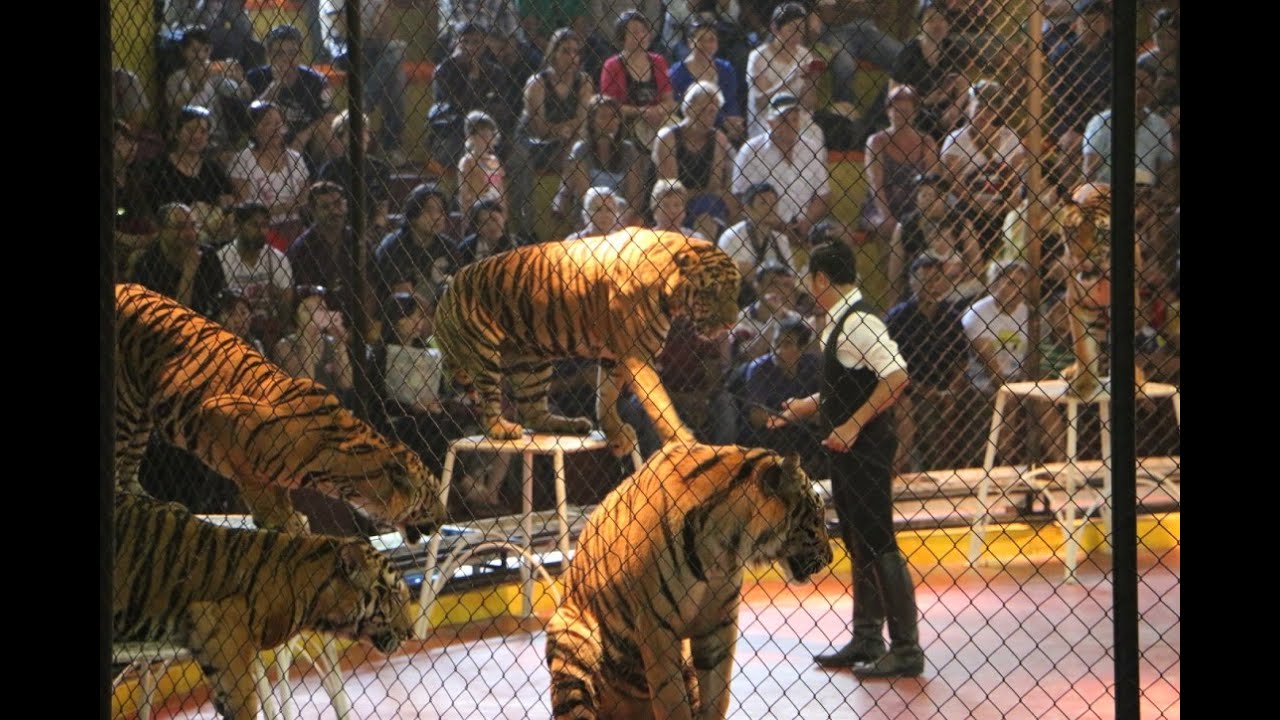  You’ve Never Seen Tigers Like This! Bengal & Siberian Tigers at Sriracha Zoo, Thailand #Tigers