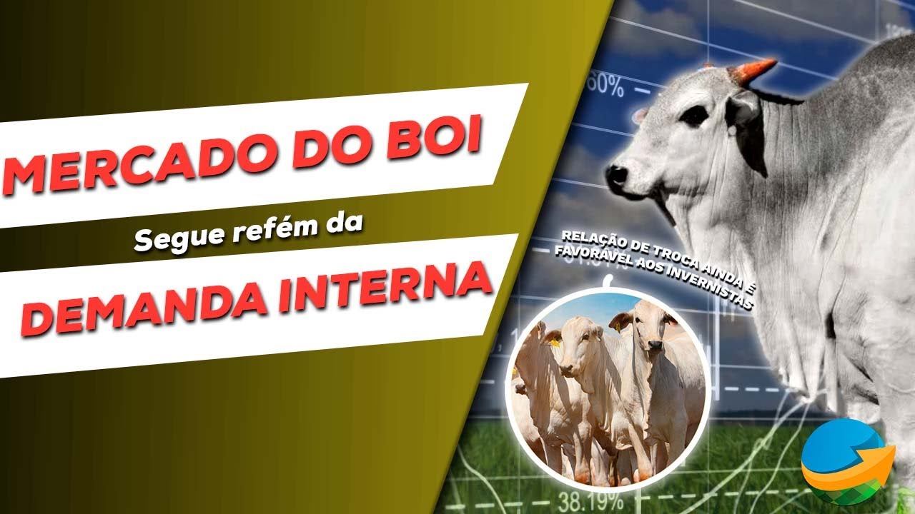 Mercado do boi segue refém da fraca demanda interna