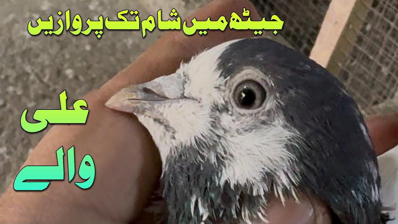 جیٹھ میں شام تک پروازیں علی والے Mohsin Naqvi +923216126212