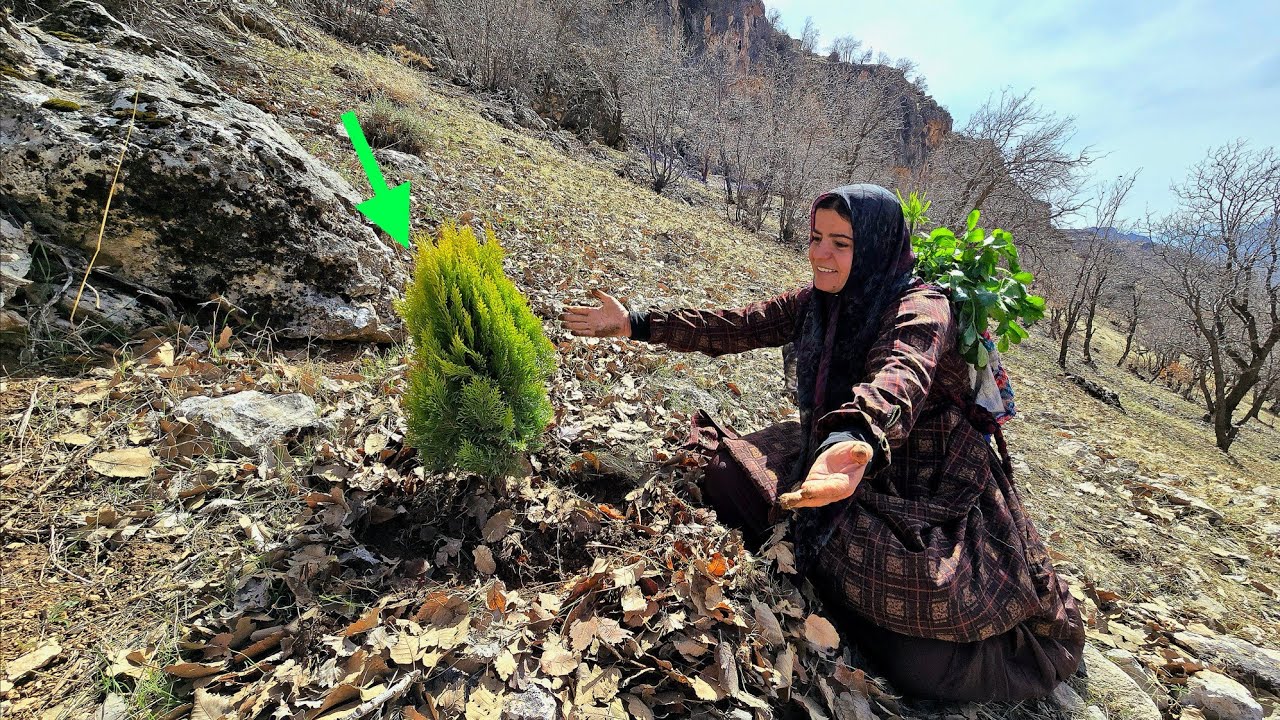The Adventures of Kulthum; Finding a Mysterious Tree in the Mountains