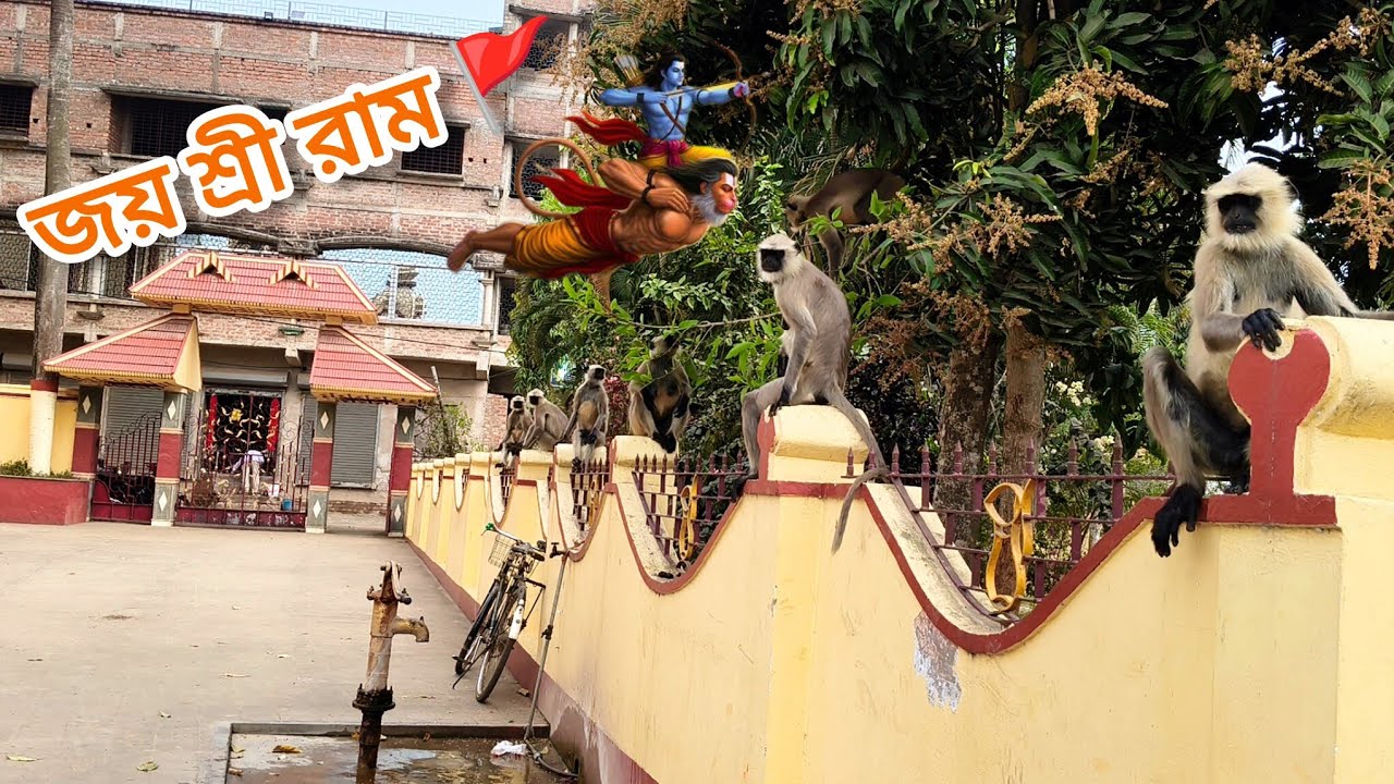 মা মুক্তকেশী মন্দিরে হনুমান Jay Hanuman Ji Jay Shri Ram 🚩🚩#monkey #hanumanji 