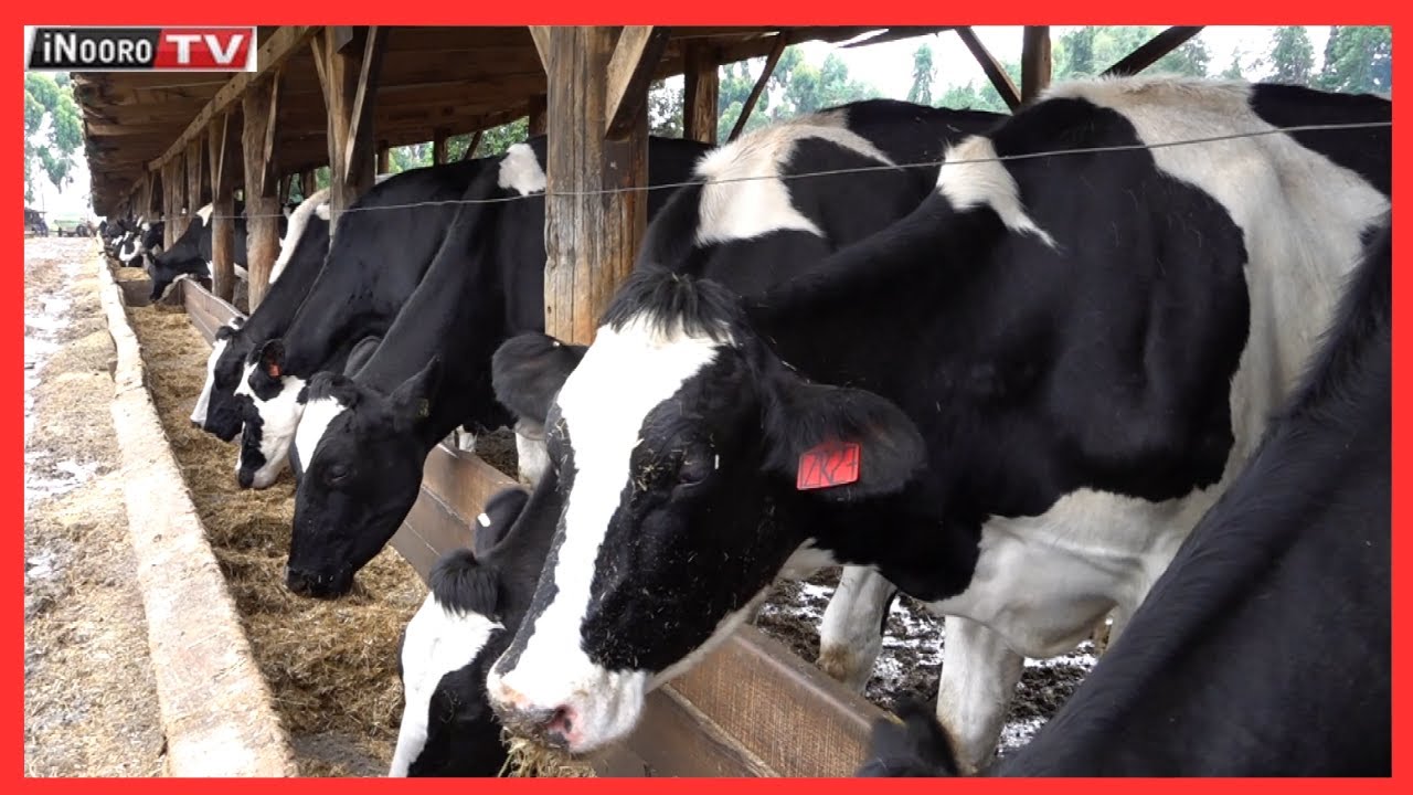Taũkĩrwo makĩria megiĩ ũrĩĩthia  wa ng’ombe cia iria na Wangu Embori Farm #MũgamboWaMũrĩmi Part 1