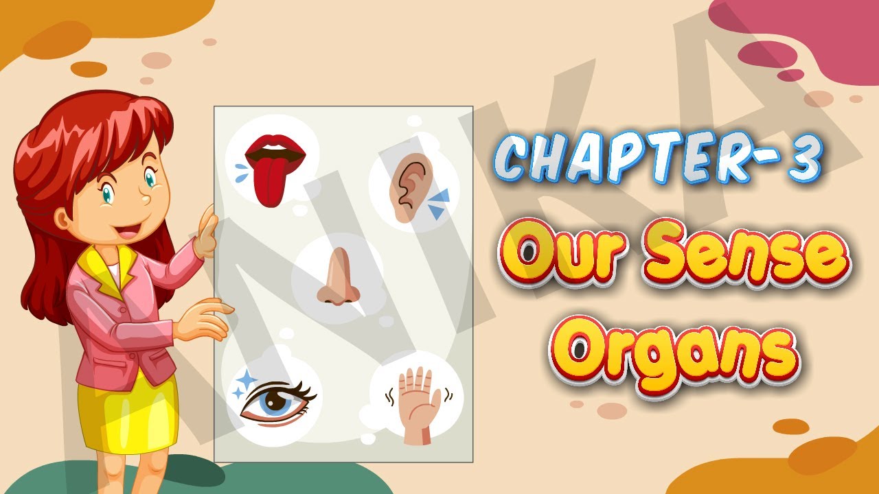 Our Sense Organs EVS, our sense organs class 4 evs