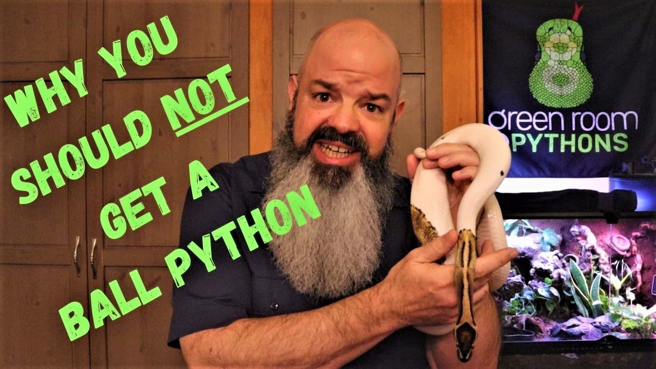 Why You Shouldn't Buy a Ball Python &ndash; this snake might not be right for you! Watch before you buy!