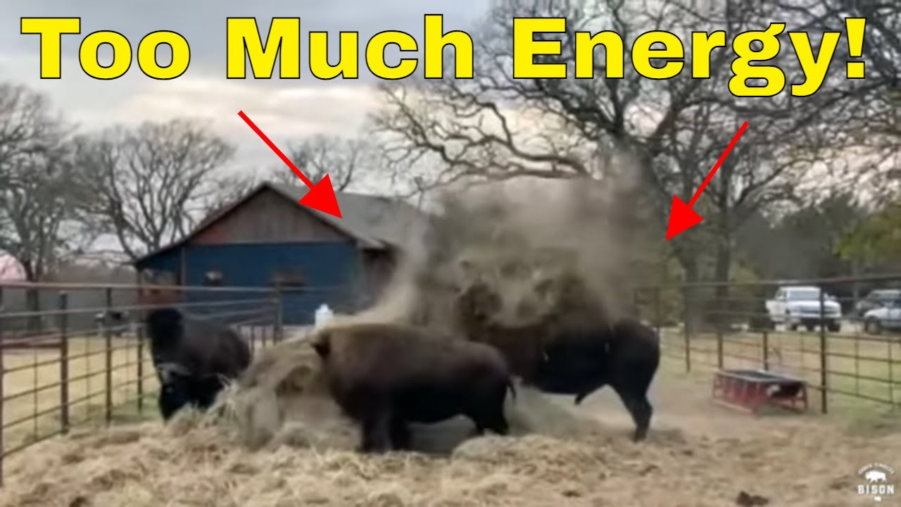 BISON BULL DESTROYS 1000 LB Haybale
