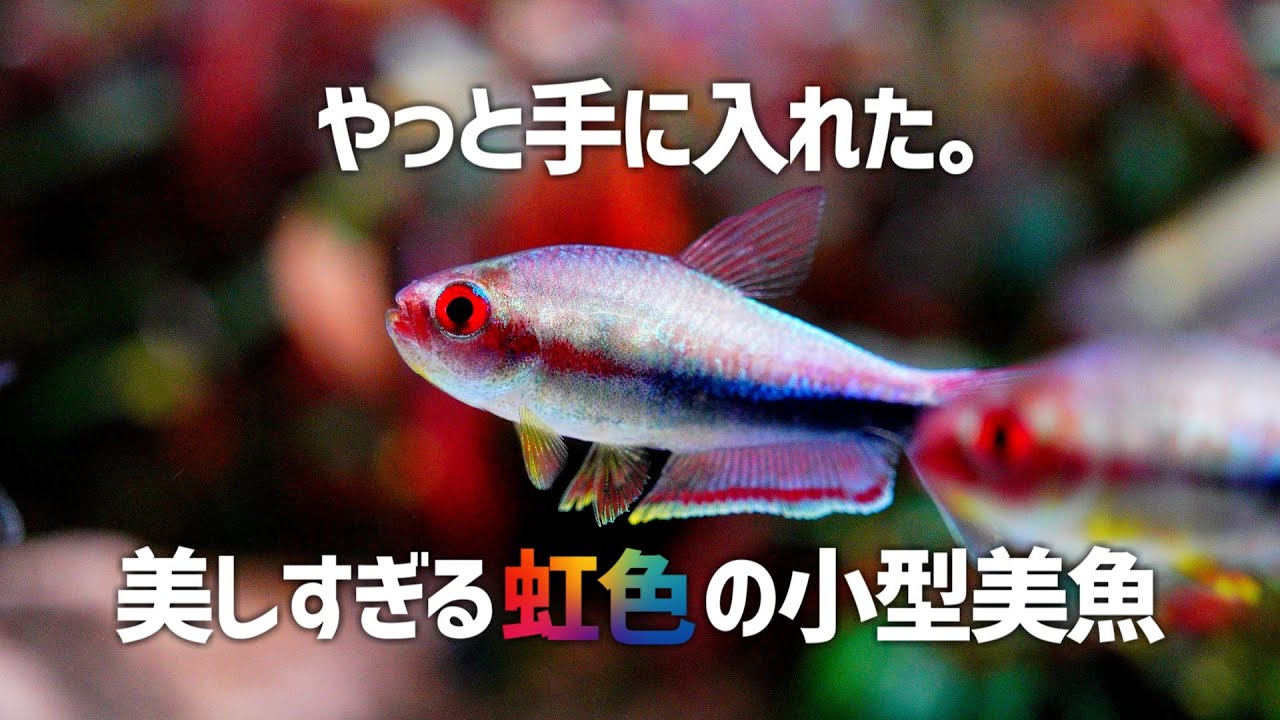 なかなかお目にかかれない、七色に光る小型美魚を大量導入。#318【アクアリウム】