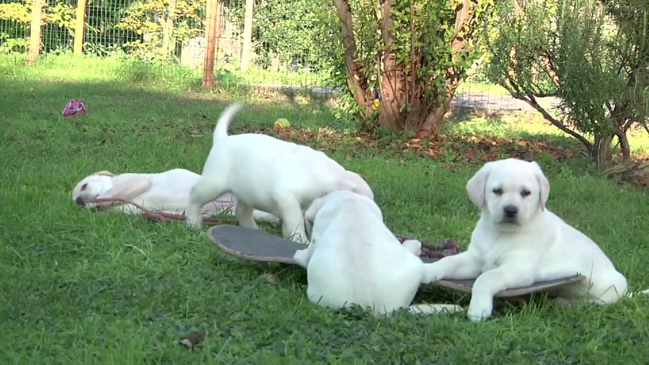 Cuccioli Labrador - Allevamento Lungo Sentiero