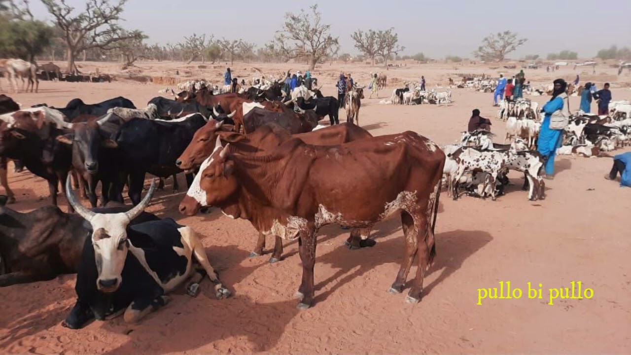yero kampiti