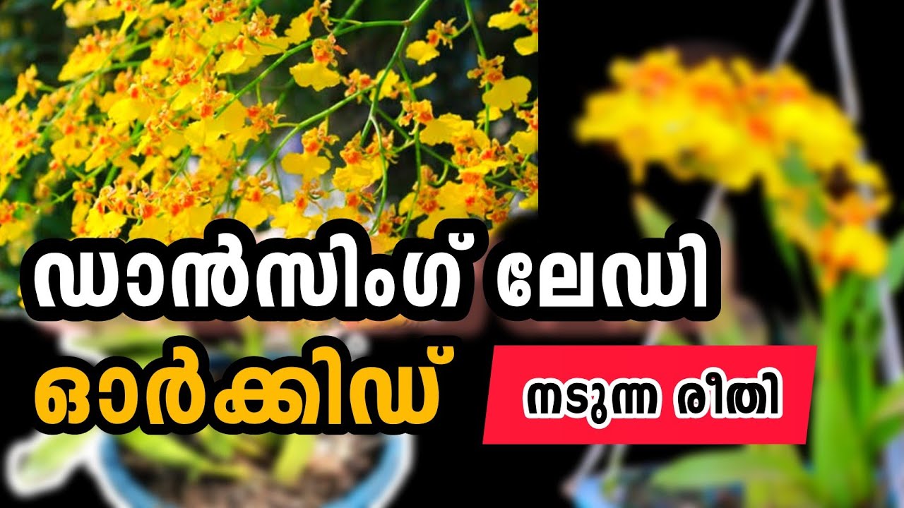 ഈ രീതിയിൽ ഓർക്കിഡ് നട്ടാൽ തൈകൾ തിങ്ങി നിറയുന്നത് കാണാം|| Orchid Care ||Orchid Propagation