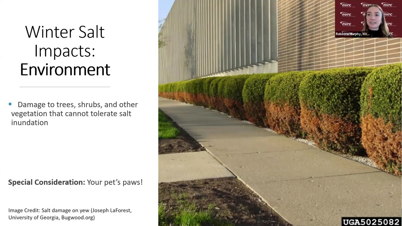 Safe Sidewalks, Clean Water: Smart Salting for Residents