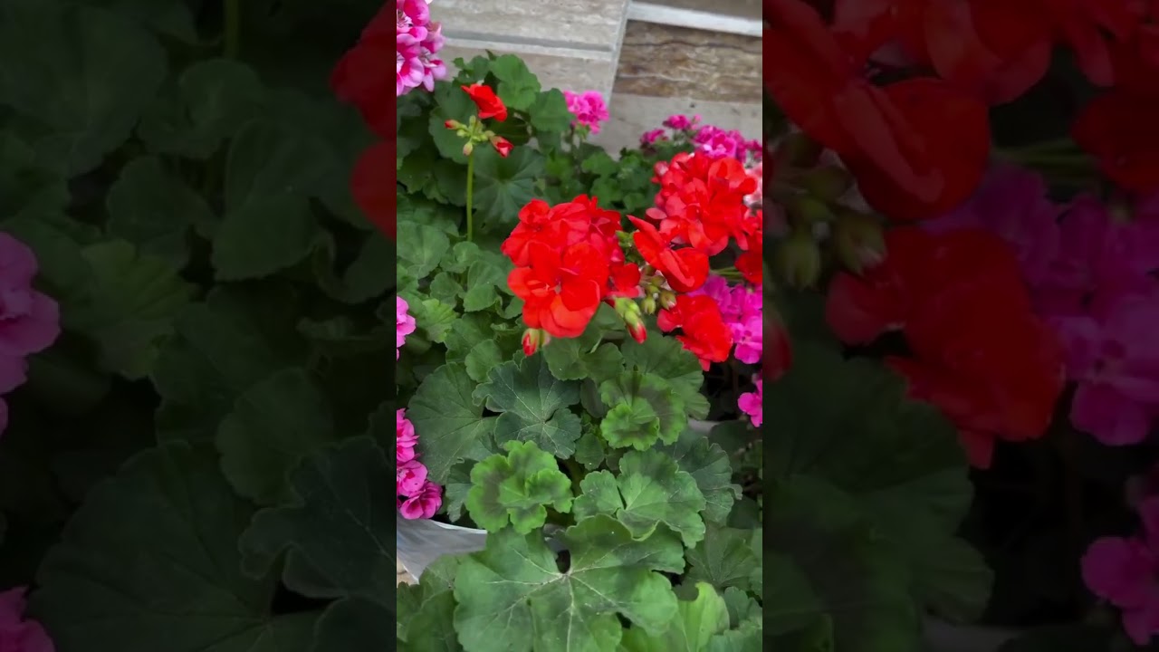 Variety plants മനോഹരമായി സെറ്റ് ചെയ്തിരിക്കുന്നത് കാണാം 💚🍀☘️🌿🌸💮🏵️