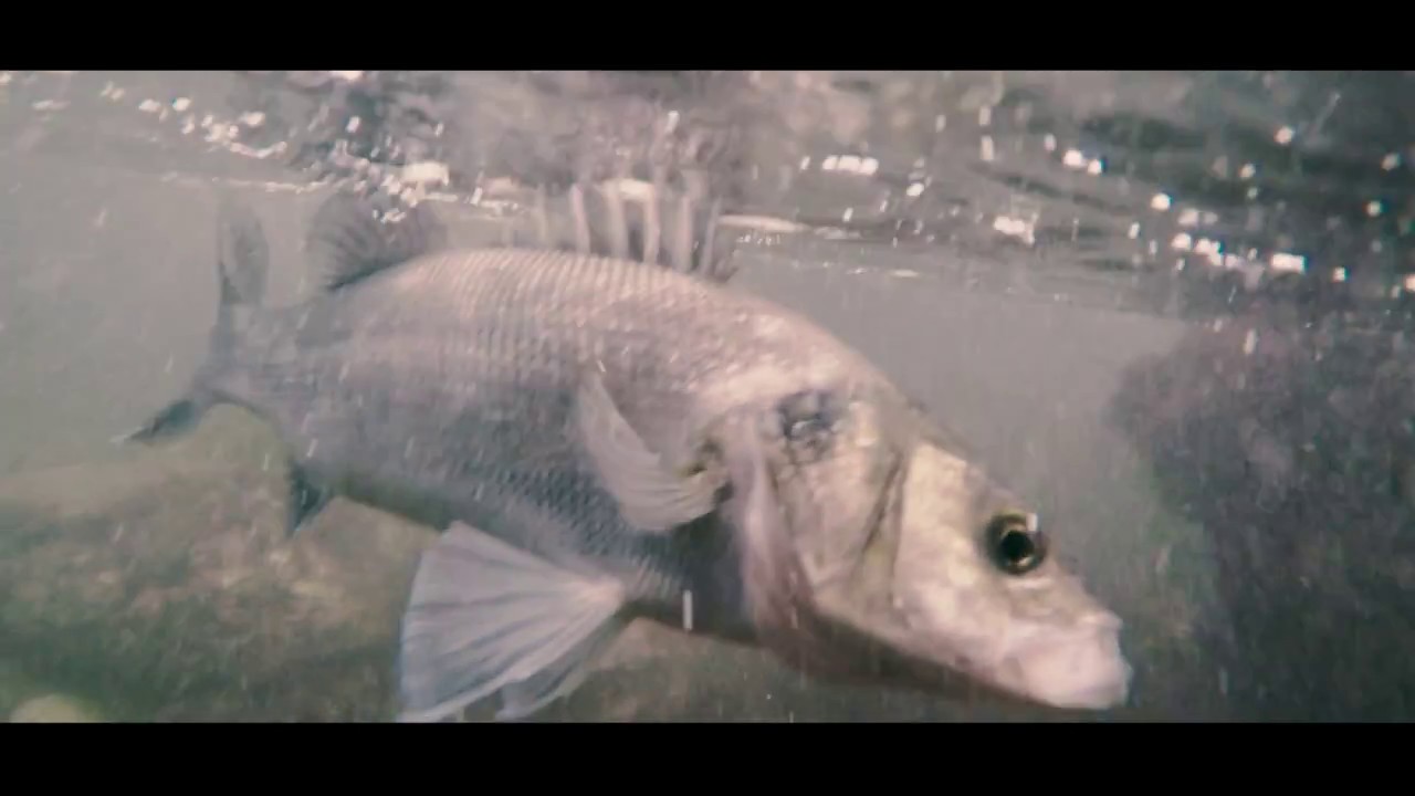 European SEA BASS FISHING in MOROCCO Vlogs - Trailer
