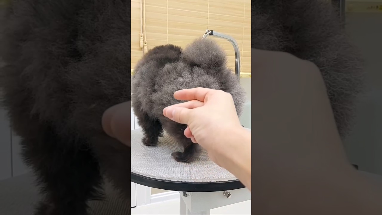 Adorable Dog's Amazing Transformation After Grooming | Cute Pet Makeover #shorts #grooming #viraldog