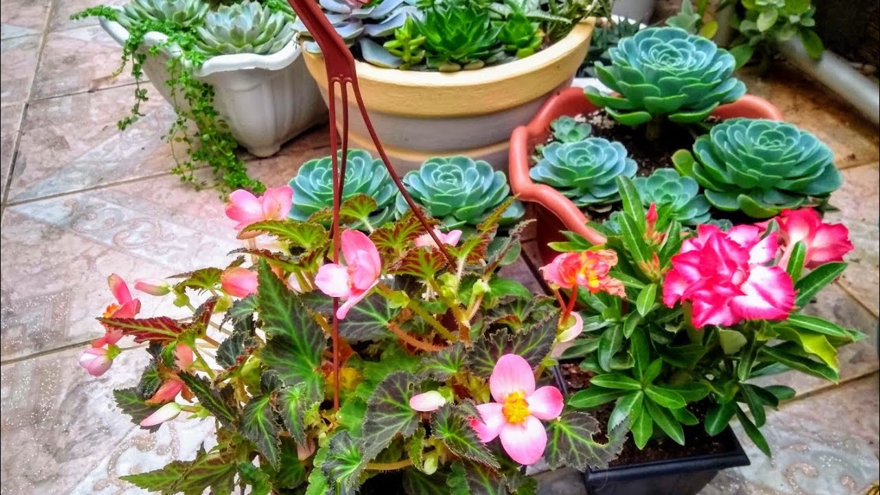 #suculentas begônia glauca lindas novidades passeio...