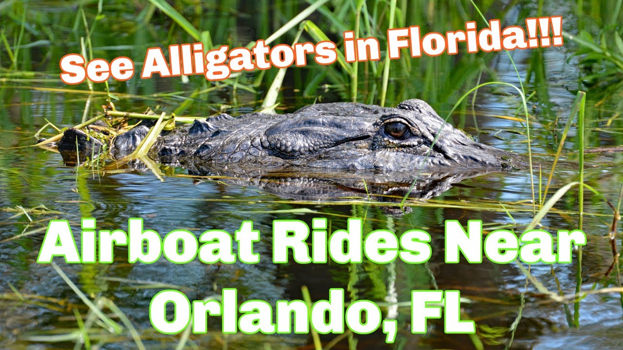 Airboat Rides Near Orlando FL - See Alligators in Florida!