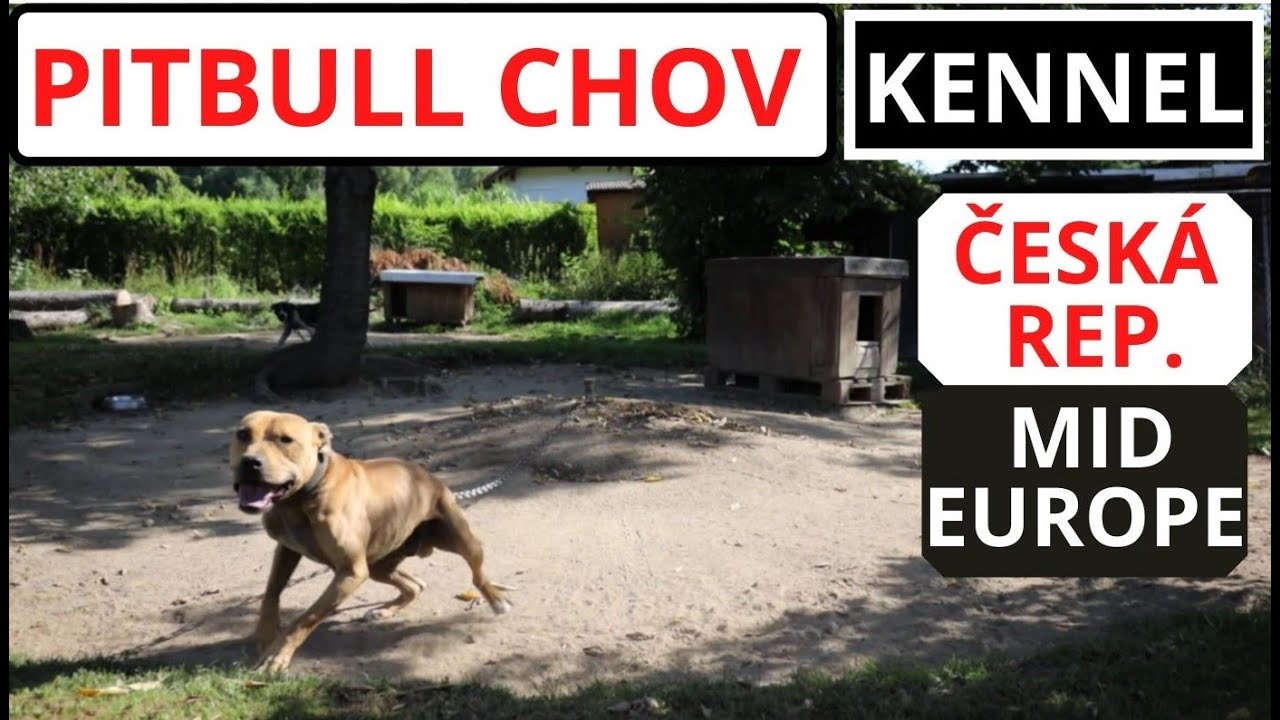 PITBULL KENNELS II. 2020 - Anathema chov pitbulteriérů  - Kennel of Czech Republic (Central Europe)