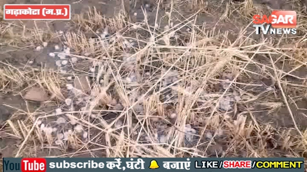 Sagar(गढ़ाकोटा)-बारिश के बाद गिरे ओले आधा दर्जन गाँवों में फसलों को पहुंचा नुक्सान