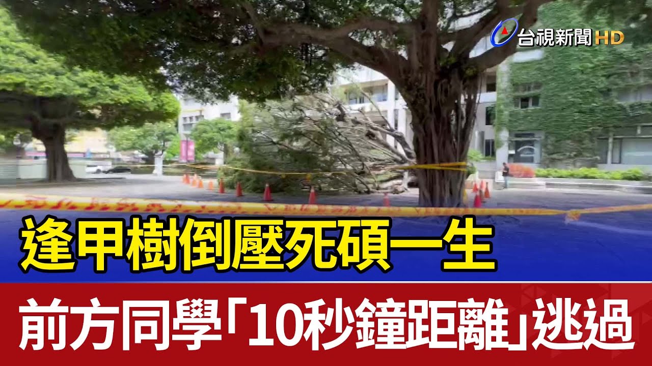 逢甲樹倒壓死碩一生 前方同學「10秒鐘距離」逃過