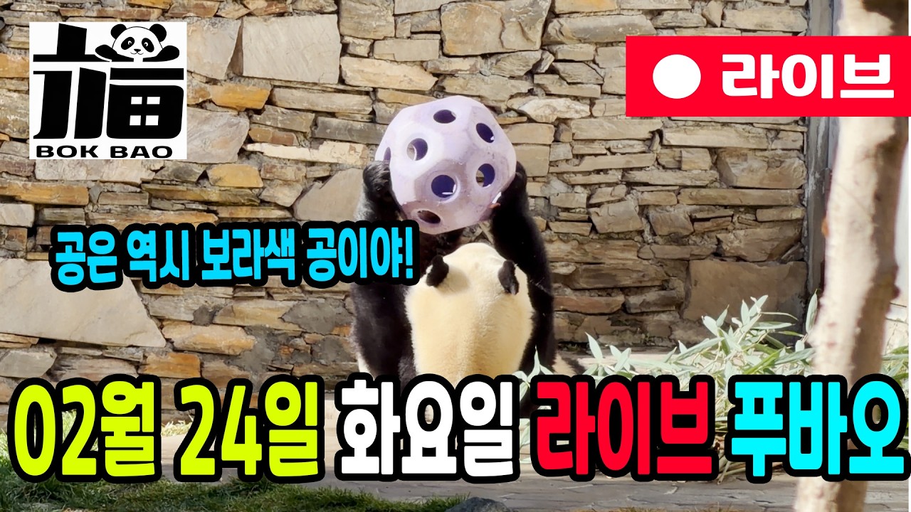 02월 24일 화요일 푸바오 라이브입니다. 공은 역시 보라색 공이야!