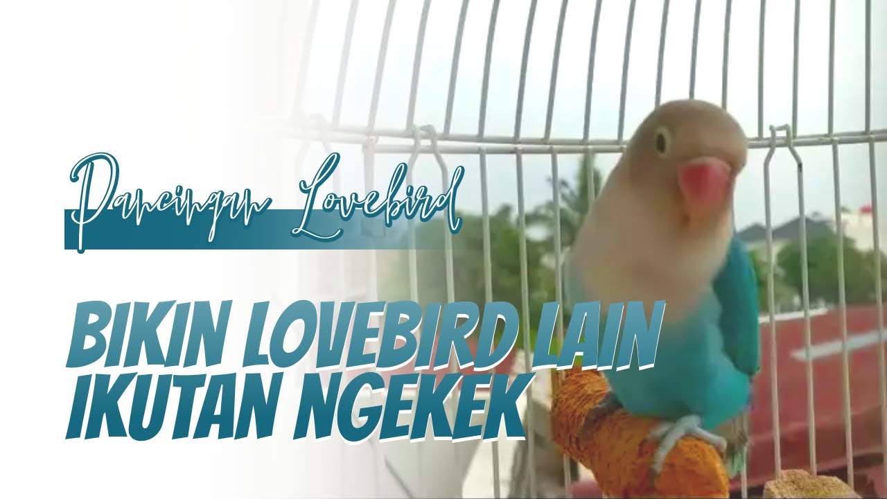 Suaranya Bikin Lovebird Lain Ikutan Ngekek