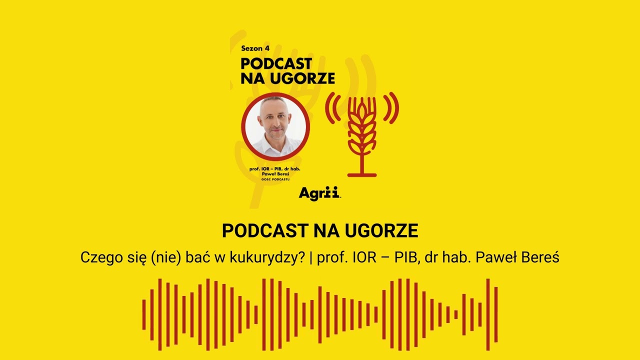 Czego się (nie) bać w kukurydzy?  prof. IOR – PIB, dr hab. Paweł Bereś | Agrii Polska