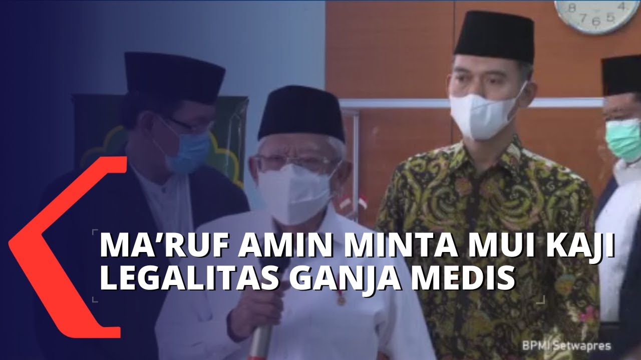 Wapres Maruf Amin Minta MUI Kaji Fatwa Legalitas Ganja untuk Medis