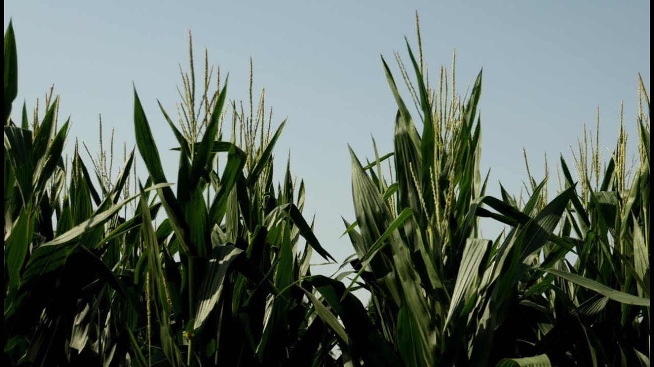 Fine fioritura e sviluppo perfetto a Mais Domani